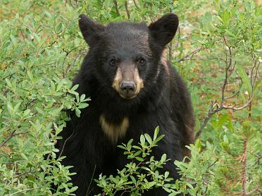Jasper 2014